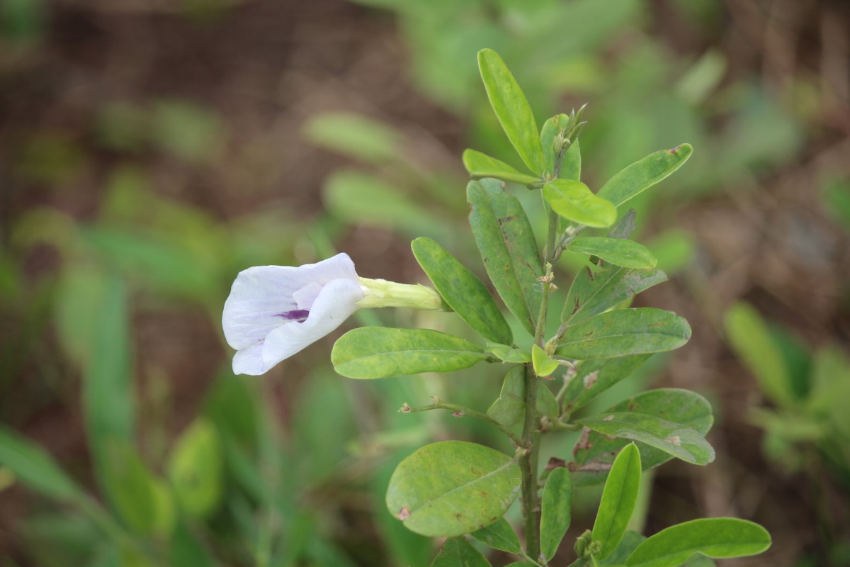 Clitoria laurifolia Poir.